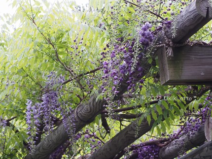 藤の花