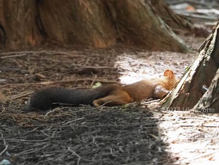 寝そべるエゾリス