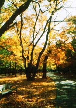 円山公園／紅葉