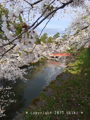 弘前城／お堀と桜