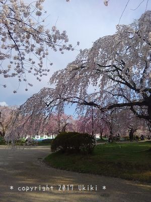 弘前城／しだれ桜