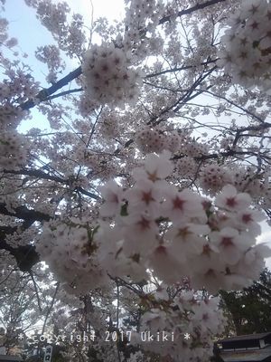 弘前城／桜