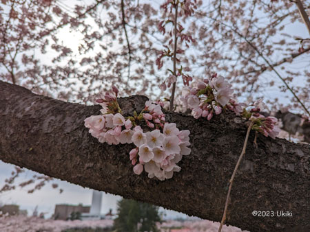 五稜郭で桜